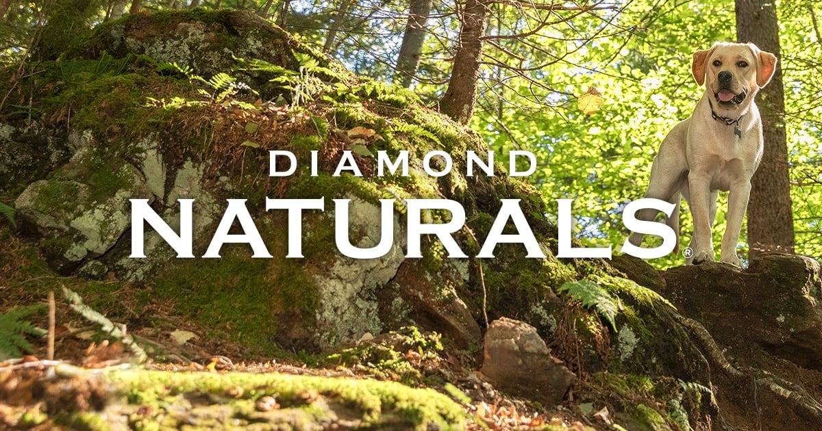 Read more about the article A Deep Dive into Diamond Naturals Dog Food