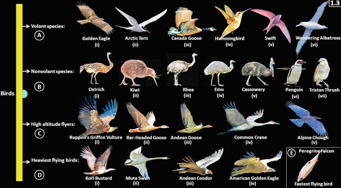 Read more about the article Exploring the Avian World: A Comprehensive Guide to the Fascinating Types of Birds