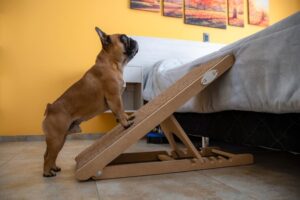 Read more about the article Dog Stairs for Bed: A Comprehensive Guide to Pet Mobility Solutions!